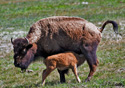 Bison bison